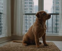 how to potty train a puppy in an apartment