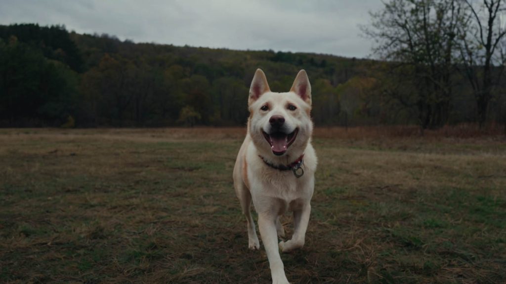 how to deal with a reactive dog