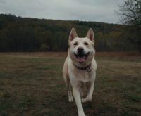how to deal with a reactive dog