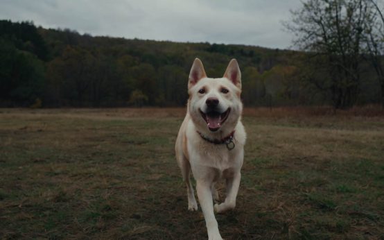 how to deal with a reactive dog