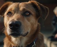 how to help a shelter dog adjust