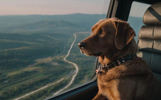 how can i fly with my dog