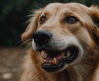 how to deal with dog growling showing teeth
