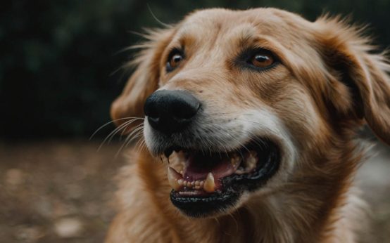 how to deal with dog growling showing teeth