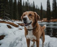 best dog packs for hiking