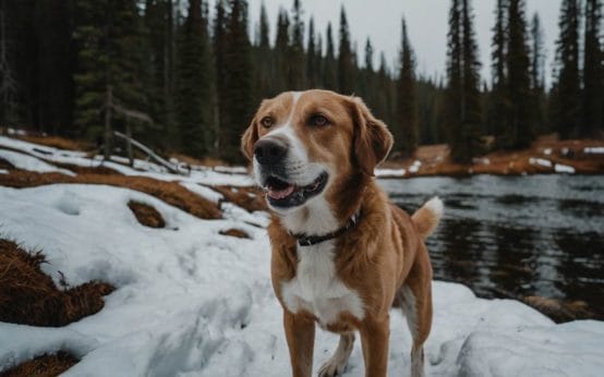 best dog packs for hiking