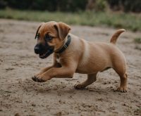 how to stop puppy biting fast