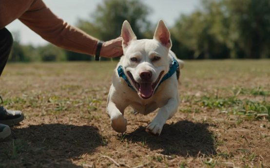 training a stubborn dog