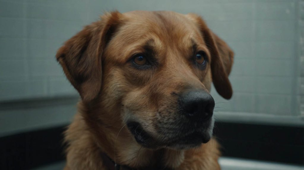 signs your dog is stressed