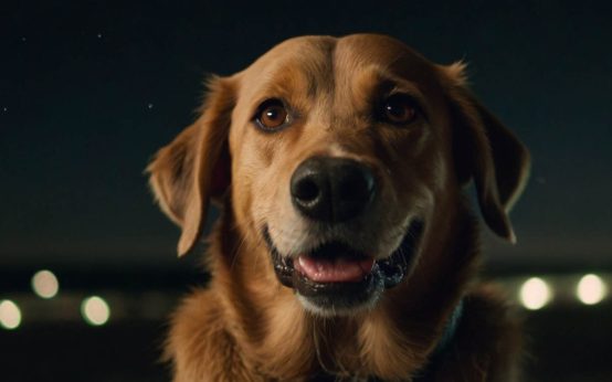 how to stop a dog from barking at night