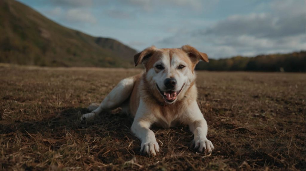 how to clip dogs nails at home