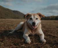 how to clip dogs nails at home