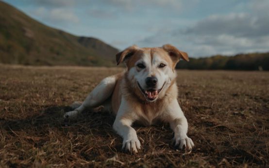 how to clip dogs nails at home