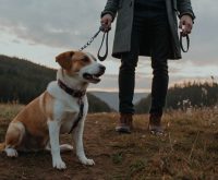 dog leash training tips