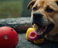 tuffy dog toys for aggressive chewers
