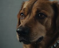 signs your dog is stressed
