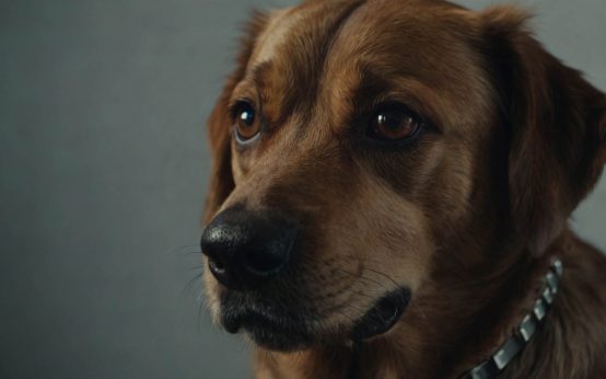 signs your dog is stressed