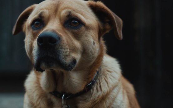 signs that a dog is stressed