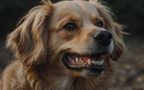 how often should i brush my dog's teeth