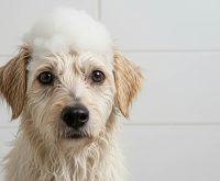 how often should you bathe your dog
