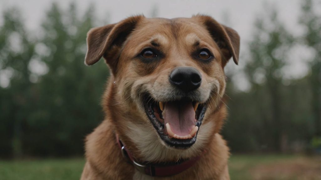dog training tips for aggressive behavior