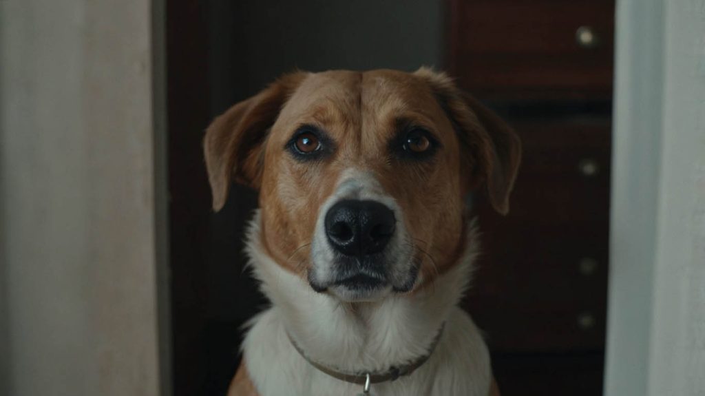 signs of separation anxiety in dogs