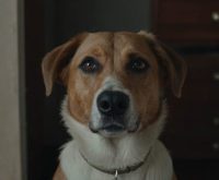 signs of separation anxiety in dogs
