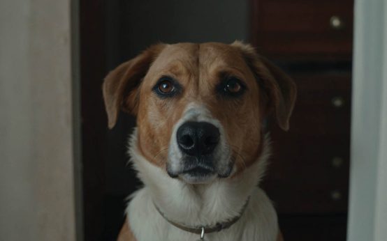 signs of separation anxiety in dogs