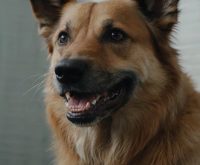 how often to brush dog teeth