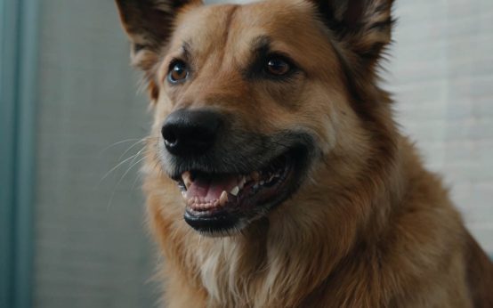 how often to brush dog teeth