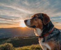 dog friendly vacation destinations