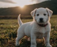 how to calm a hyper puppy