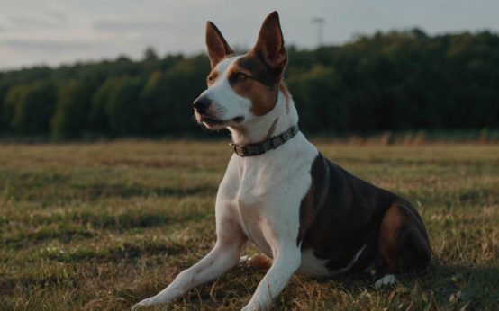 how to train a deaf dog