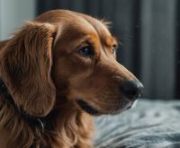 best remedy for fleas on dogs