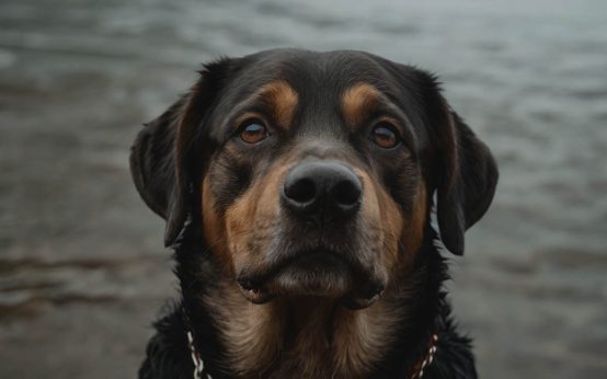 tips for separation anxiety in dogs