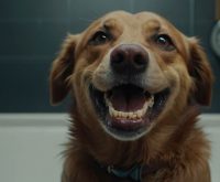 how often should dogs' teeth be cleaned