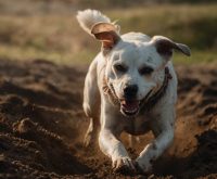 how to stop a dog from digging