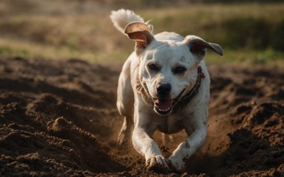 how to stop a dog from digging