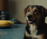 dogs can eat bananas