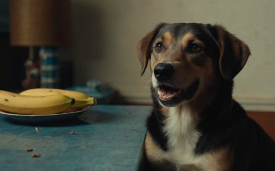 dogs can eat bananas