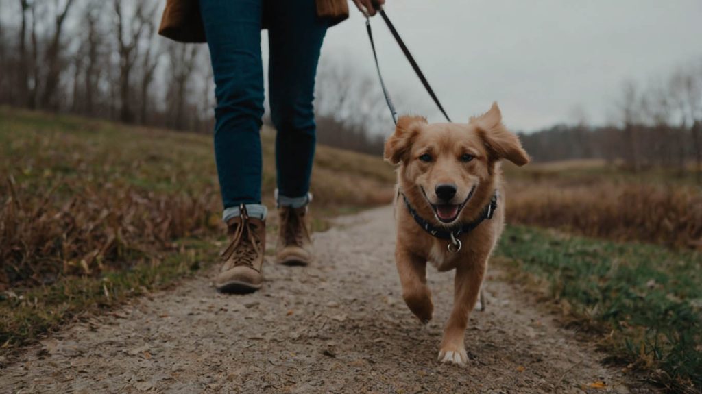 dog leash training tips