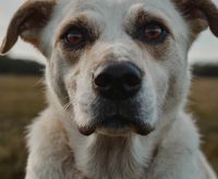 yeast medicine for dogs' ears