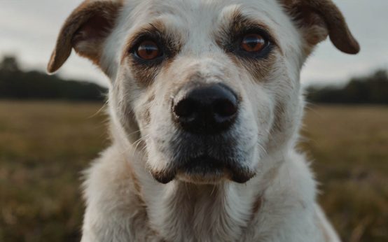 yeast medicine for dogs' ears