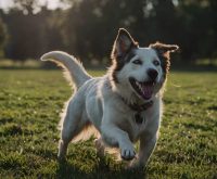 how to teach fetch