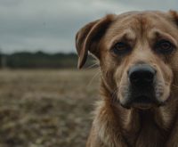 dog parasite symptoms