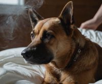 brown discharge dog ear infection treatment