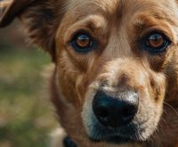 symptoms of heartworm in dogs