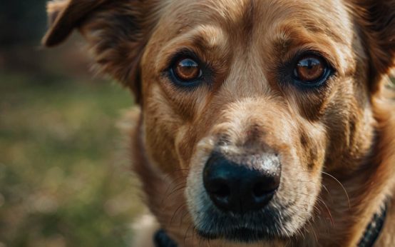 symptoms of heartworm in dogs