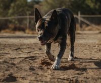 signs of a dog dehydrated