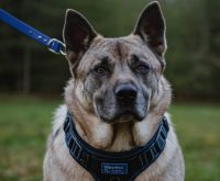 best harness for dogs that pull